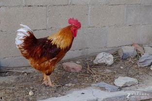 丹东溜达鸡爆料最新消息,揭秘事件背后惊人真相  第2张