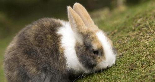 美国兔子人爆料视频,惊人内幕曝光