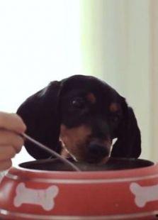 狗狗影视在线观看,在线观看,欢乐无限 第3张 狗狗影视在线观看,在线观看,欢乐无限 第3张